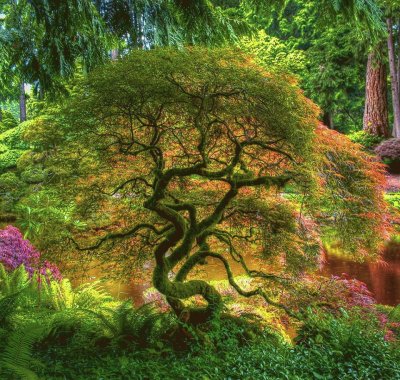 arbre jigsaw puzzle