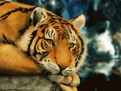 tigre jigsaw puzzle