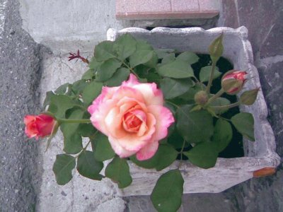 rosa mistica