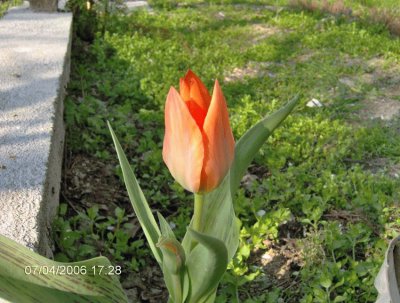 פאזל של tulipano