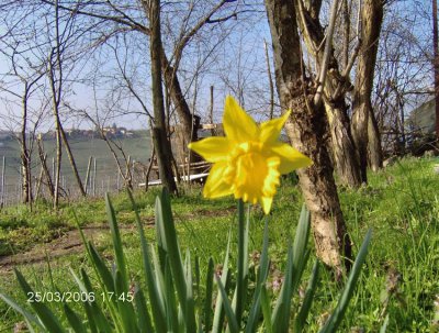 narciso jigsaw puzzle