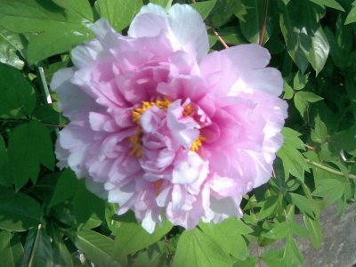 peonia jigsaw puzzle