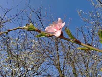 פאזל של fiordipesco