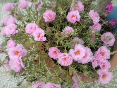 פאזל של portulacca