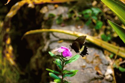 פאזל של farfalla