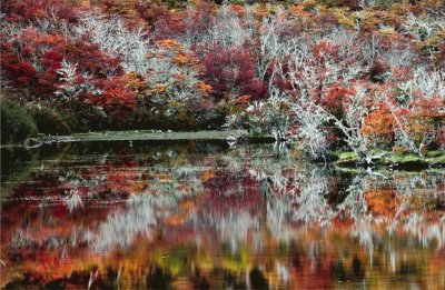 La maravilla del otoÃ±o