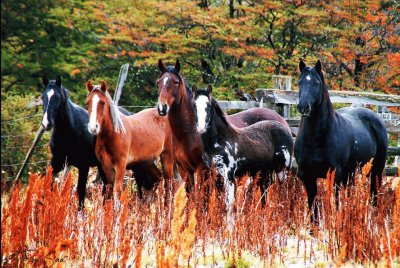 baguales jigsaw puzzle