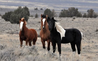 Caballos salvajes en Tierra Del Fuego