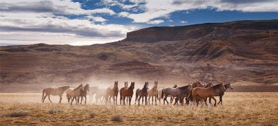 Baguales al galope por la pampa