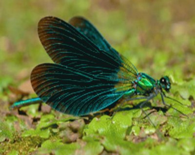 פאזל של Caballito del Diablo (Calopteryx maculata)