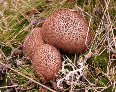 Lycoperdon Umbrinum