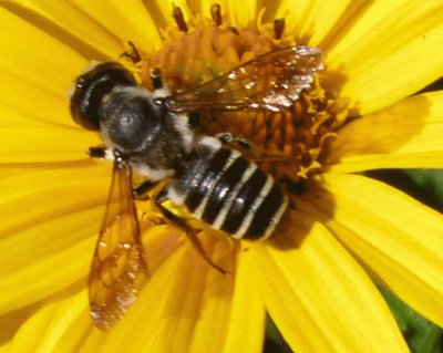 Megachilidae en Girasol - Pensilvania