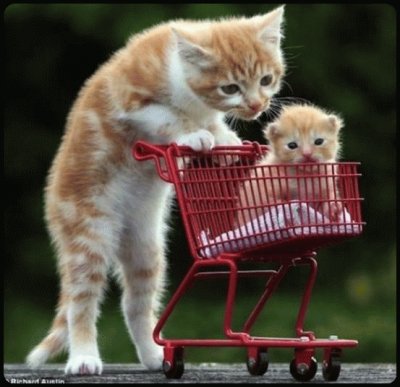 פאזל של cat with kitten in trolley