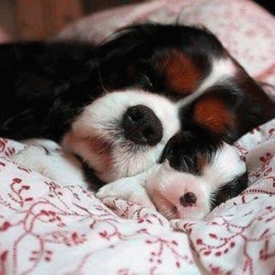 פאזל של dog and pup