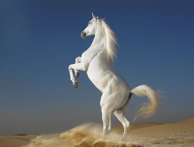 פאזל של white horse