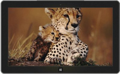leopard and cub