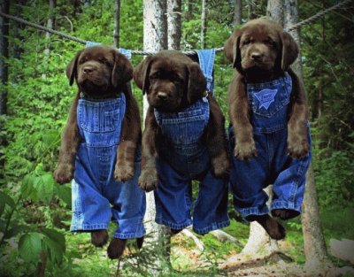 puppies out to dry