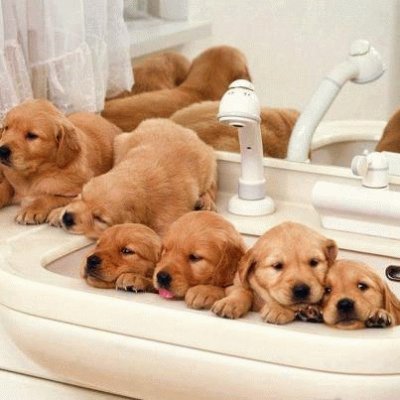 פאזל של loads of puppies
