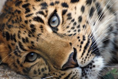 פאזל של Leopard