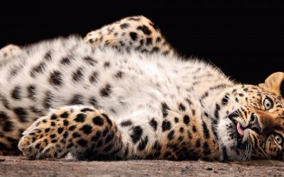 Lazy Leopard jigsaw puzzle