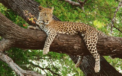 Beautiful Lounging Leopard