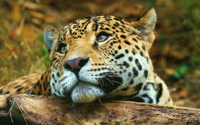 Leopard jigsaw puzzle