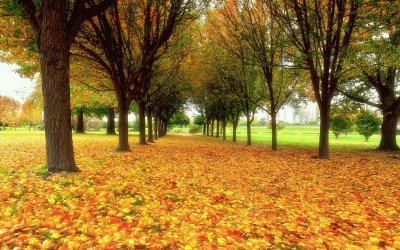 ARBOLES