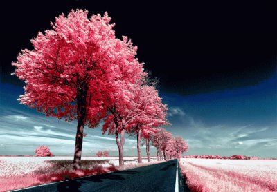 - paisagem,(b)