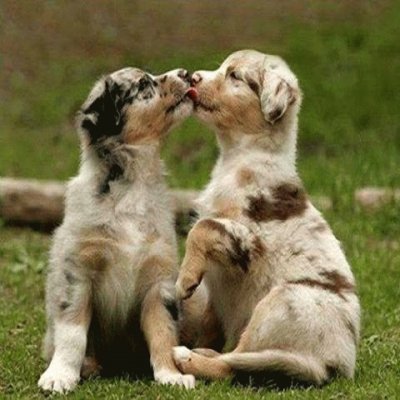 - cachorro,(b)