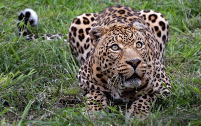 African Leopard jigsaw puzzle