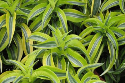 dracaena