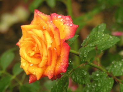 פאזל של Rosa del campo