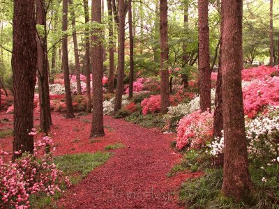 BOSQUE