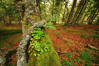 bosque 1