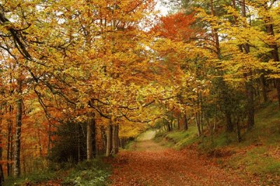 bosque 2