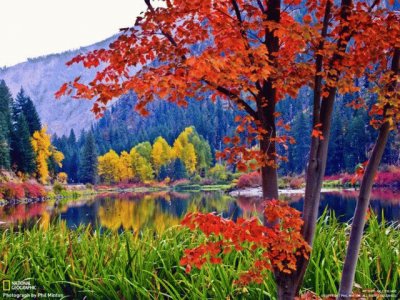 arbol