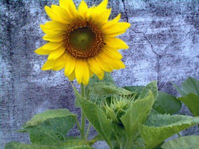 girasol jigsaw puzzle