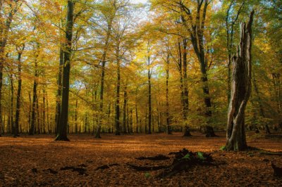 fall