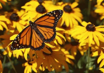 Butterfly jigsaw puzzle