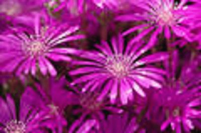 purple flowers