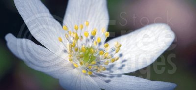 פאזל של white flower