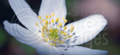 white flower