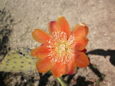 FLOR DE NOPAL, MONTEALBAN, OAXACA 2011 jigsaw puzzle