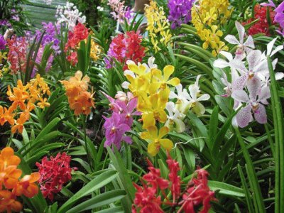 פאזל של fleurs: orchidÃ©es