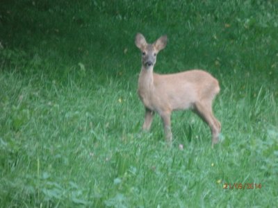 cucciolo capriolo