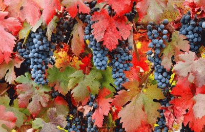 uvas