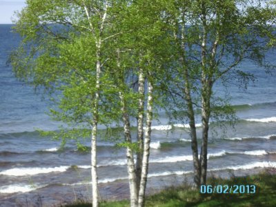 White Berch trees