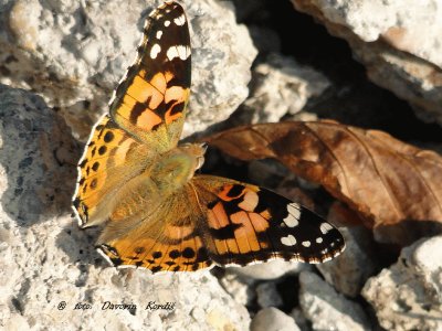 פאזל של metulj