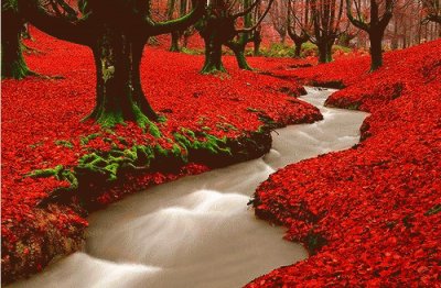 rojo