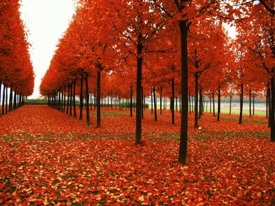 bello